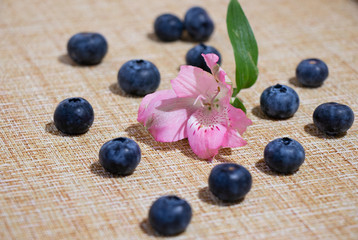 still life berries and flowers