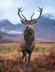 Monarch Of The Glen