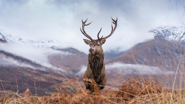 Monarch Of The Glen