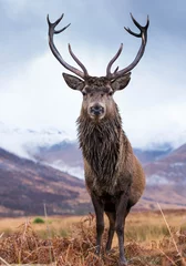 Acrylic prints Deer Monarch Of The Glen