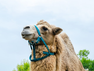 A two humped camel in the city park. Camel walking in the park