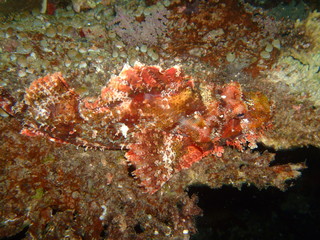 Fototapeta na wymiar Tasseled scorpionfish (Scorpaenopsis oxycephala), Raja Ampat, West Papua