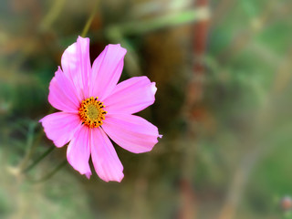 Fototapeta premium Pink anemone flower growing in garden