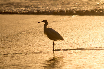An egret at sea at sunset
