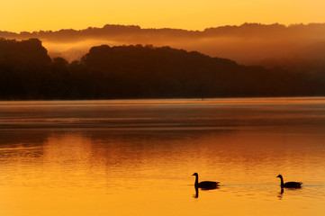 Fototapeta premium duck on lake at sunrise