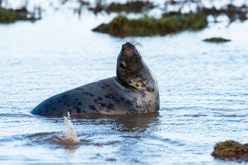 Grey seals come in winter to coastline to give birth to their pups near the sand dunes.