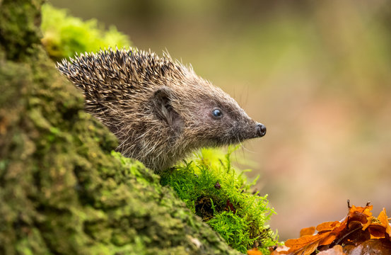 Hedgehog (Erinaceus Europaeus) wild, free roaming hedgehog, taken from a wildlife woodland hide to monitor health and population of this favourite but declining mammal, space for copy	