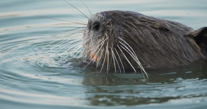 Coypu, Myocastor coypus, Camargue, Occitanie, France