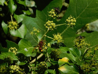 Hornet and flies on ivy flowers