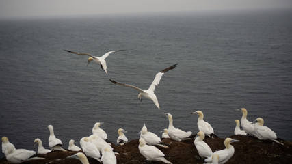 Basstölpel | Helgoland