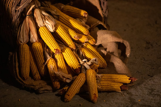 Panochas de ma&iacute;z 