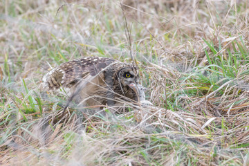 Short eared owl