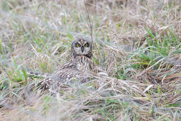 Short eared owl