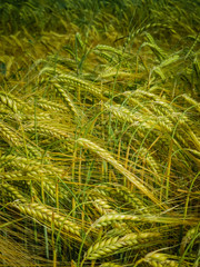 Rye Field in Summer