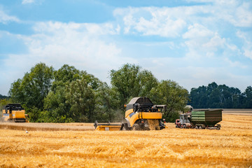 Harvest gathering technic working in field . Combine harvester agriculture machine harvesting...