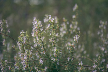 rosemary plant