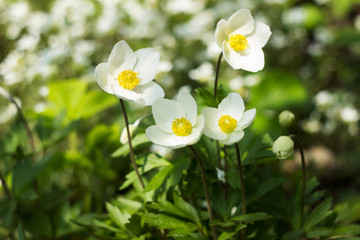 Anemone sylvestris (snowdrop anemone) is a perennial plant flowering in spring, white flowers in the botanical garden, background. Spring concept