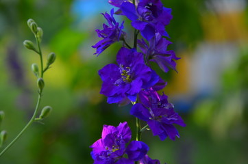 Clusters of bright blue garden flowers close-up.