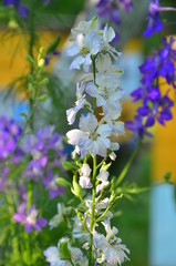 Clusters of bright blue garden flowers close-up.