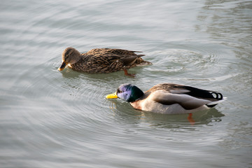 Stockente (Anas platyrhynchos), Pärchen bei der Nahrungssuche
