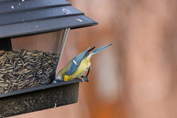 Winterfütterung von Meisen im eigenen Garten mit Vogelfutter