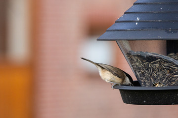 Winterfütterung von Meisen im eigenen Garten mit Vogelfutter