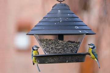 Winterfütterung von Meisen im eigenen Garten mit Vogelfutter © Lukas