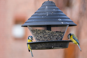 Winterfütterung von Meisen im eigenen Garten mit Vogelfutter