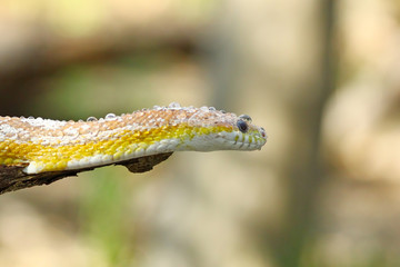 beautiful yellow snake on branch