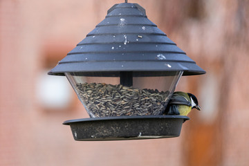 Winterfütterung von Meisen im eigenen Garten mit Vogelfutter