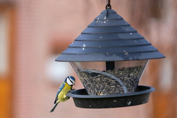 Winterfütterung von Meisen im eigenen Garten mit Vogelfutter