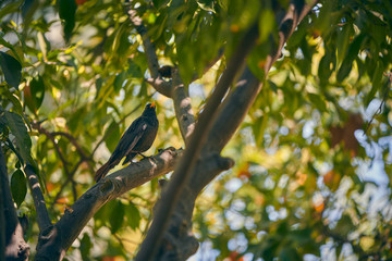 photograph of a blackbird perched on a tree in spring; Sevilla Spain.