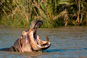 Hippo with open mouth