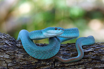 White Lipped Pit Viper (Trimeresurus insularis), Venomous Snake, Venom, Viper Snake, Blue Viper Snake