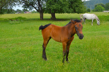 Fototapeta premium A Bay colt stands in a green glade in the countryside and waves his tail. In the distance, a white horse with gray spots stands grazing the grass.