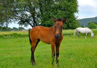 A Bay colt stands in a green glade in the countryside and waves his tail. In the distance, a white horse with gray spots stands grazing the grass.