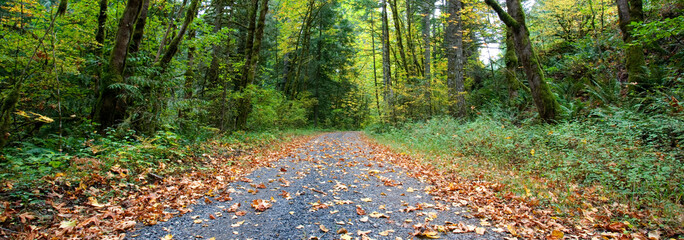 Autumn leaves cover a gravel road in a lush north-western (usa) forest.