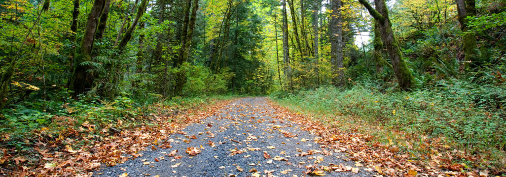 Autumn leaves cover a gravel road in a lush north-western (usa) forest.