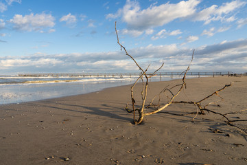 object from the sea on the shore