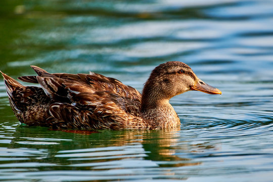 Little duckling swimming on the garda lake  water with a nice reflection and ripples in the water