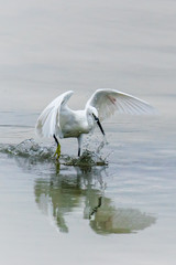 Great white egret