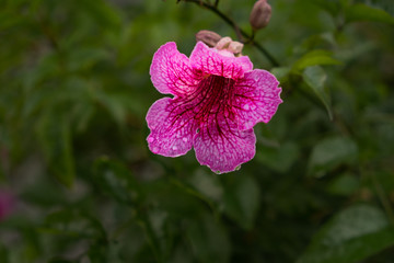 Fototapeta premium Rain Drops on Blossum