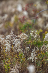 セイタカアワダチソウ