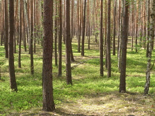 Fototapeta premium Kampinoski Park Narodowy