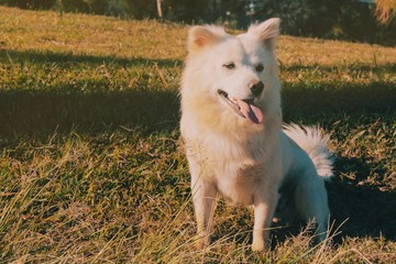 Portrait of gorgeous maremma sheepdog in backyards garden