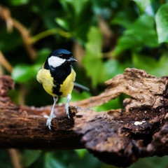 Great Tit in his environment. Her Latin name is Parus major.