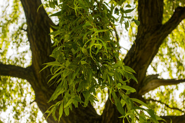 green leaves of a tree