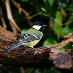 Great Tit in his environment. Her Latin name is Parus major.