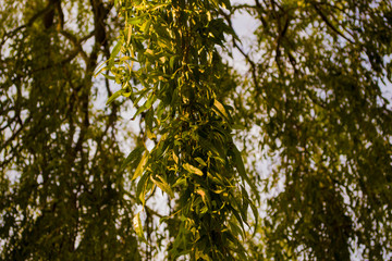 Fototapeta premium tree in summer
