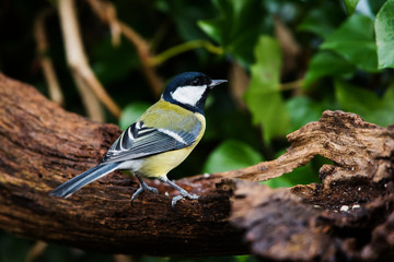 Great Tit in his environment. Her Latin name is Parus major.